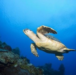 Meet your Posher, Lynwood